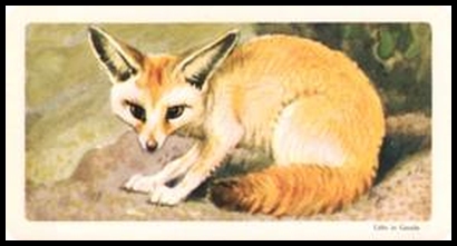14 Fennec Fox